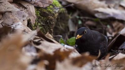 Common Blackbird - Turdus merula - Karatavuk