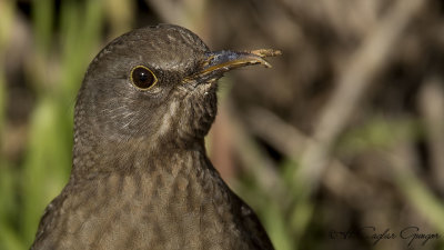 Common Blackbird - Turdus merula - Karatavuk