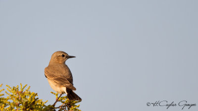 Isabelline wheatear - Oenanthe isabellina - Boz kuyrukkakan