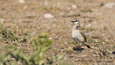 Isabelline wheatear - Oenanthe isabellina - Boz kuyrukkakan