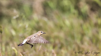 Isabelline wheatear - Oenanthe isabellina - Boz kuyrukkakan