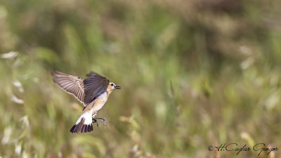 Isabelline wheatear - Oenanthe isabellina - Boz kuyrukkakan