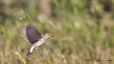 Isabelline wheatear - Oenanthe isabellina - Boz kuyrukkakan