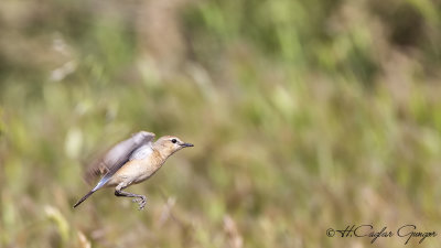 Isabelline wheatear - Oenanthe isabellina - Boz kuyrukkakan