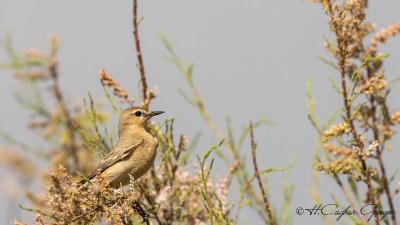 Isabelline wheatear - Oenanthe isabellina - Boz kuyrukkakan