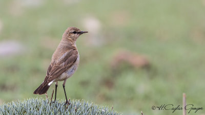 Isabelline wheatear - Oenanthe isabellina - Boz kuyrukkakan