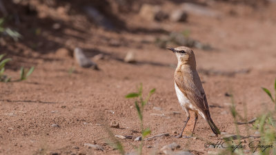 Isabelline wheatear - Oenanthe isabellina - Boz kuyrukkakan