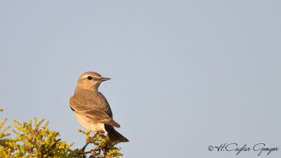 Isabelline wheatear - Oenanthe isabellina - Boz kuyrukkakan