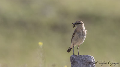 Isabelline wheatear - Oenanthe isabellina - Boz kuyrukkakan