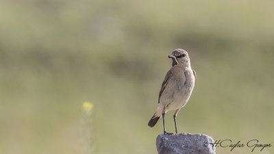Isabelline wheatear - Oenanthe isabellina - Boz kuyrukkakan
