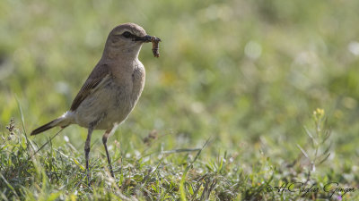 Isabelline wheatear - Oenanthe isabellina - Boz kuyrukkakan