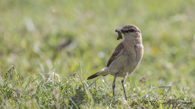 Isabelline wheatear - Oenanthe isabellina - Boz kuyrukkakan