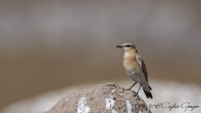 Isabelline wheatear - Oenanthe isabellina - Boz kuyrukkakan