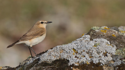 Isabelline wheatear - Oenanthe isabellina - Boz kuyrukkakan