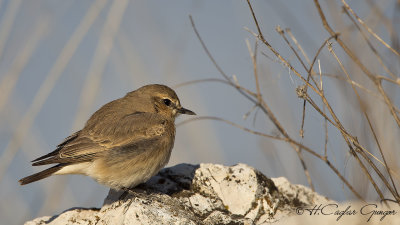 Isabelline wheatear - Oenanthe isabellina - Boz kuyrukkakan