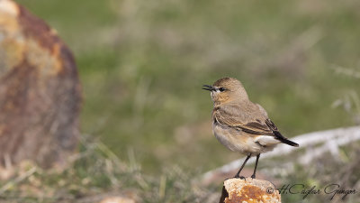 Isabelline wheatear - Oenanthe isabellina - Boz kuyrukkakan