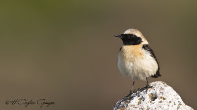 Black-eared Wheatear - Oenanthe hispanica - Karakulaklı kuyrukkakan