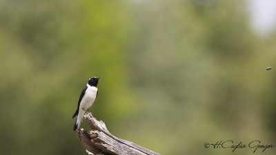 Black-eared Wheatear - Oenanthe hispanica - Karakulaklı kuyrukkakan