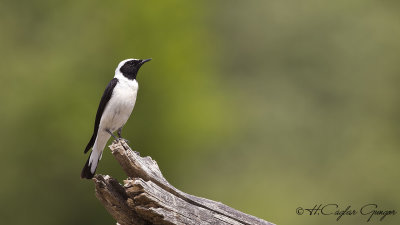 Black-eared Wheatear - Oenanthe hispanica - Karakulaklı kuyrukkakan