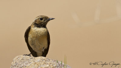 Black-eared Wheatear - Oenanthe hispanica - Karakulaklı kuyrukkakan