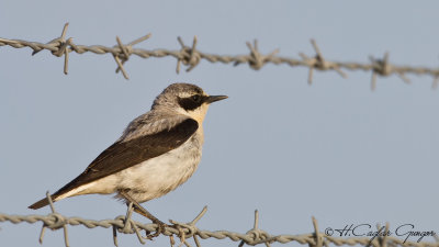 Northern Wheatear - Oenanthe oenanthe - Kuyrukkakan
