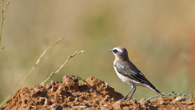 Northern Wheatear - Oenanthe oenanthe - Kuyrukkakan