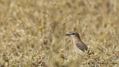 Northern Wheatear - Oenanthe oenanthe - Kuyrukkakan