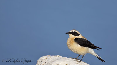 Northern Wheatear - Oenanthe oenanthe - Kuyrukkakan
