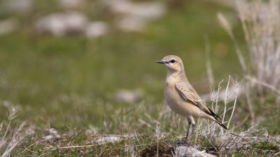 Northern Wheatear - Oenanthe oenanthe - Kuyrukkakan