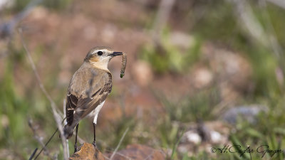 Northern Wheatear - Oenanthe oenanthe - Kuyrukkakan