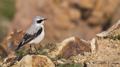 Northern Wheatear - Oenanthe oenanthe - Kuyrukkakan