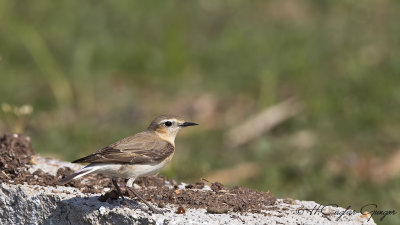 Northern Wheatear - Oenanthe oenanthe - Kuyrukkakan