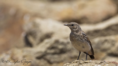 Northern Wheatear - Oenanthe oenanthe - Kuyrukkakan