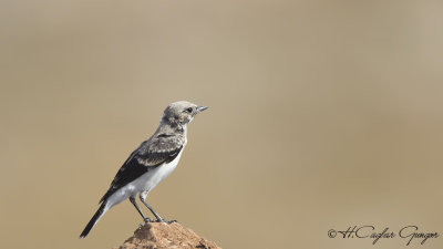 Northern Wheatear - Oenanthe oenanthe - Kuyrukkakan