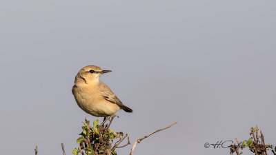 Northern Wheatear - Oenanthe oenanthe - Kuyrukkakan