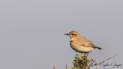 Northern Wheatear - Oenanthe oenanthe - Kuyrukkakan