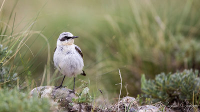 Northern Wheatear - Oenanthe oenanthe - Kuyrukkakan