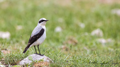 Northern Wheatear - Oenanthe oenanthe - Kuyrukkakan
