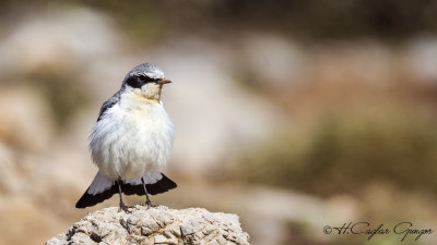 Northern Wheatear - Oenanthe oenanthe - Kuyrukkakan