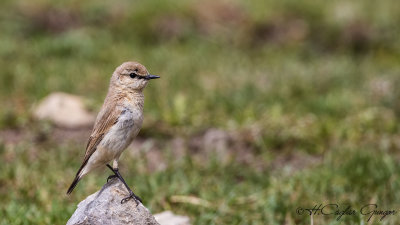 Northern Wheatear - Oenanthe oenanthe - Kuyrukkakan