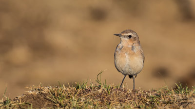 Northern Wheatear - Oenanthe oenanthe - Kuyrukkakan