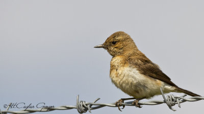 Northern Wheatear - Oenanthe oenanthe - Kuyrukkakan