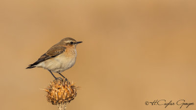 Northern Wheatear - Oenanthe oenanthe - Kuyrukkakan