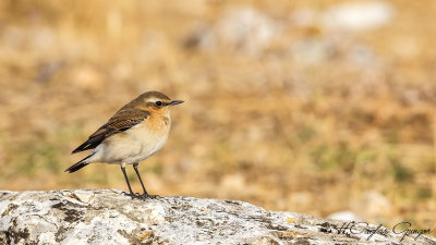 Northern Wheatear - Oenanthe oenanthe - Kuyrukkakan