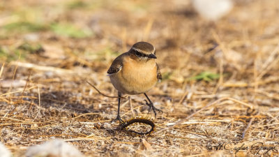 Northern Wheatear - Oenanthe oenanthe - Kuyrukkakan