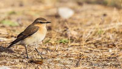 Northern Wheatear - Oenanthe oenanthe - Kuyrukkakan