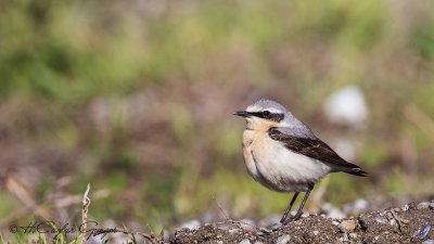 Northern Wheatear - Oenanthe oenanthe - Kuyrukkakan