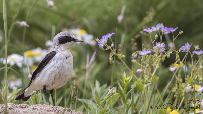 Northern Wheatear - Oenanthe oenanthe - Kuyrukkakan