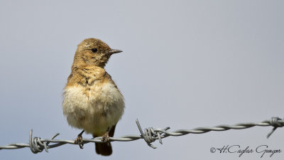 Northern Wheatear - Oenanthe oenanthe - Kuyrukkakan