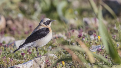 Northern Wheatear - Oenanthe oenanthe - Kuyrukkakan